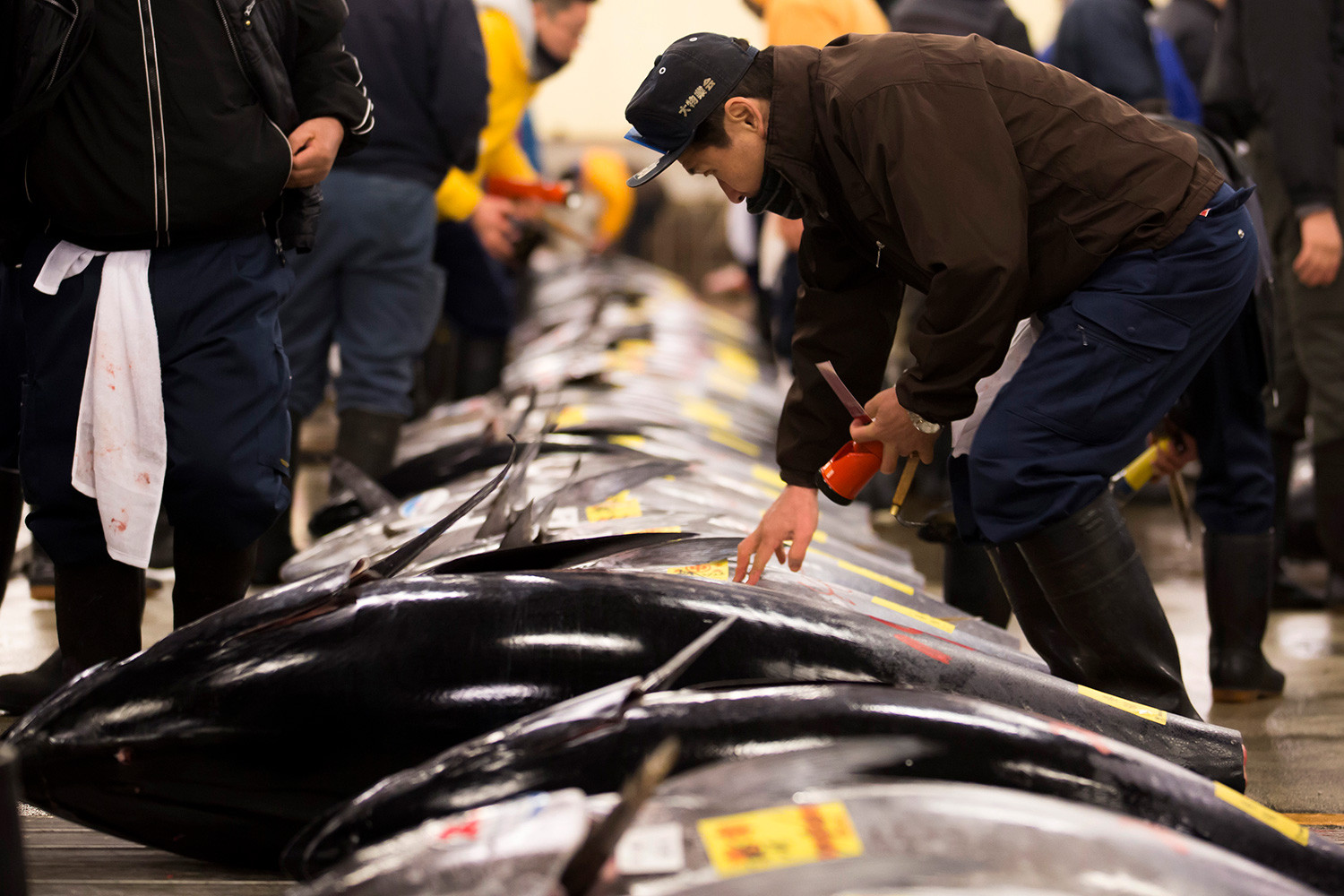 日本丰洲市场首投以 3.3 亿日圆天价成交「日本一」蓝鳍吞拿鱼